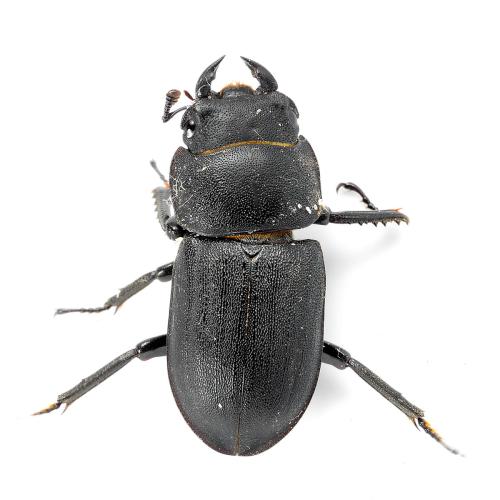 Réf. 342 234 : Dorcus parallelipipedus